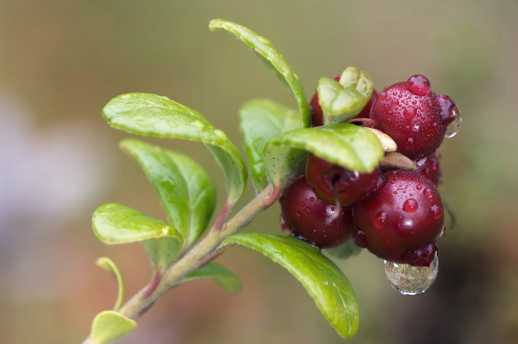 Finland Fines Wild Berry Companies After Discovering Cartel - Bloomberg