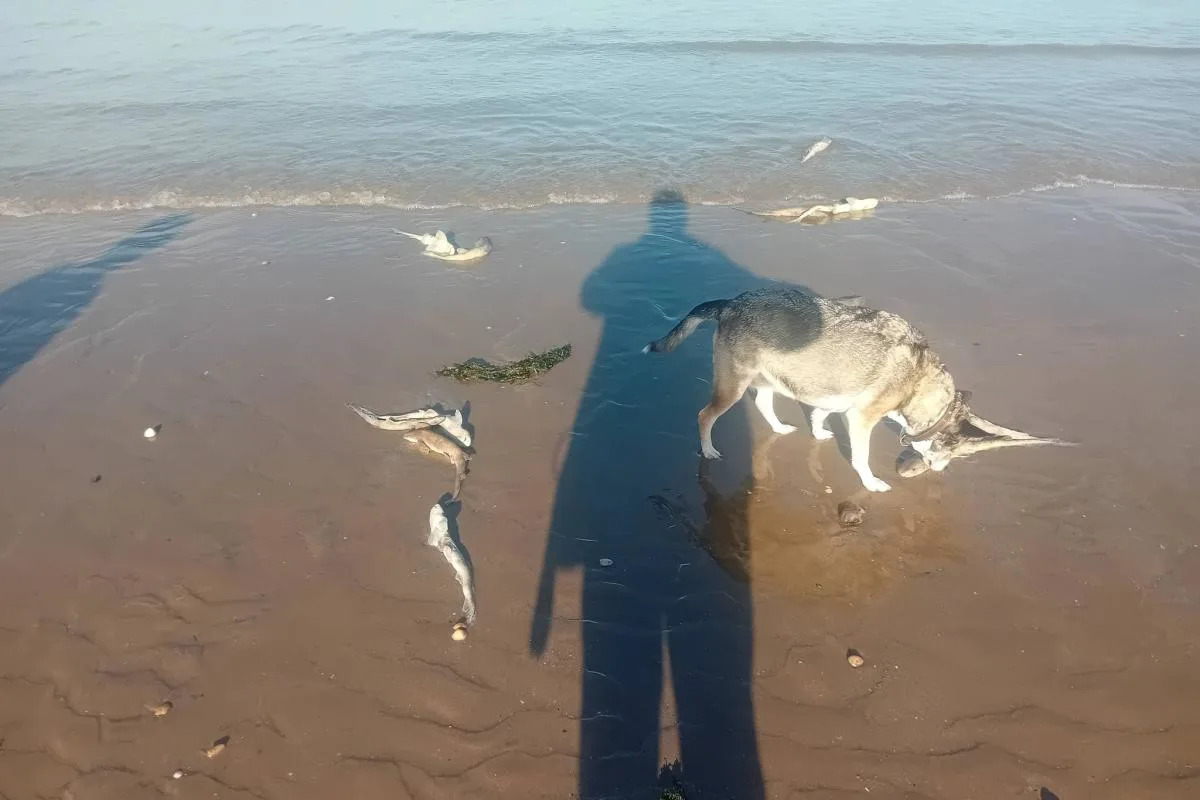 Questions raised as hundreds of dead sharks washed up on popular  Pembrokeshire beach - Yahoo News UK