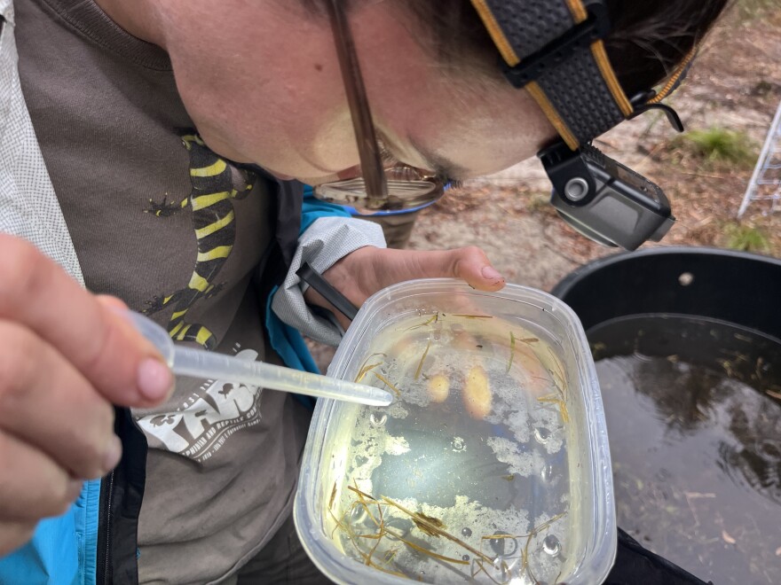Inside the effort to save one of America's most imperiled salamanders
