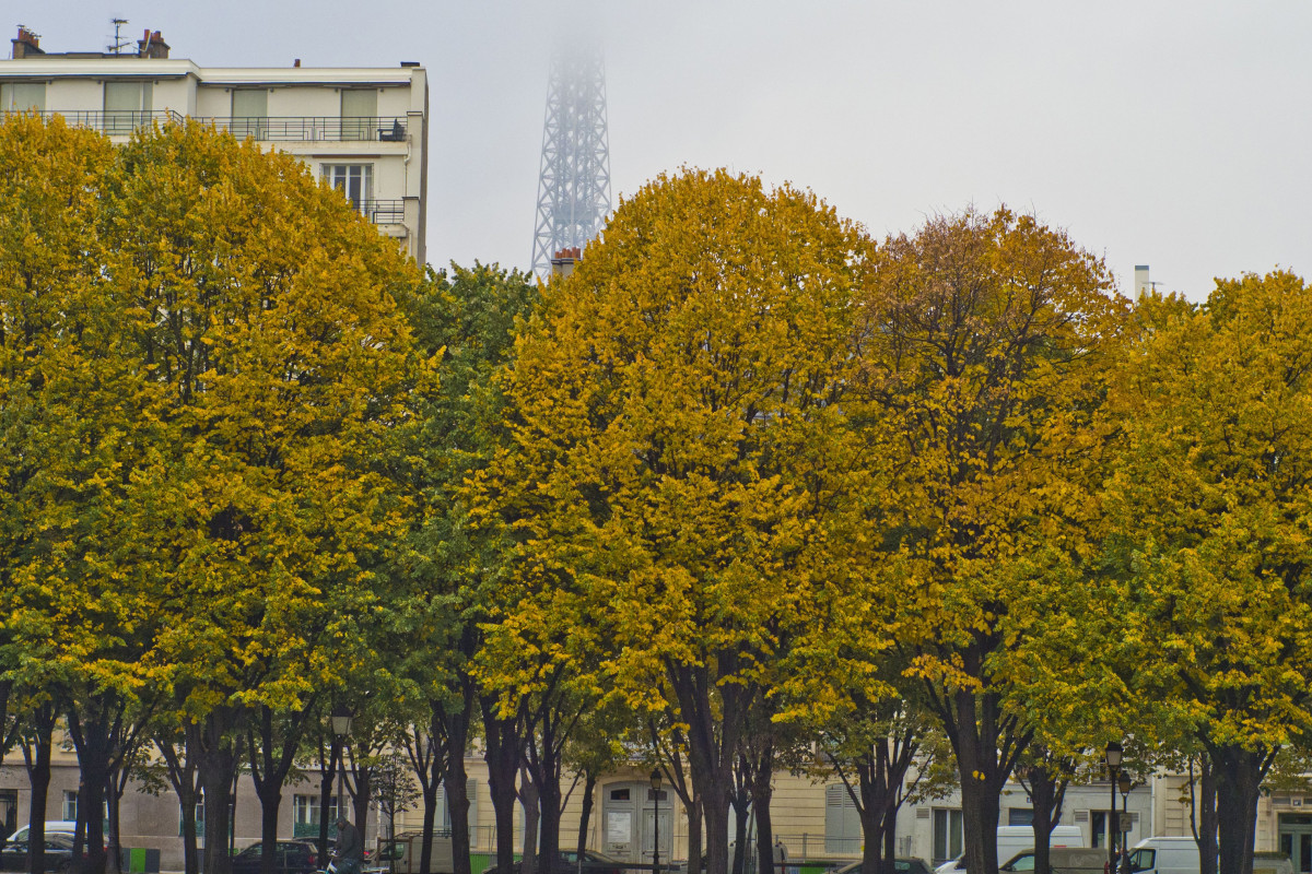 Canicule : planter des arbres pour lutter contre la chaleur des villes