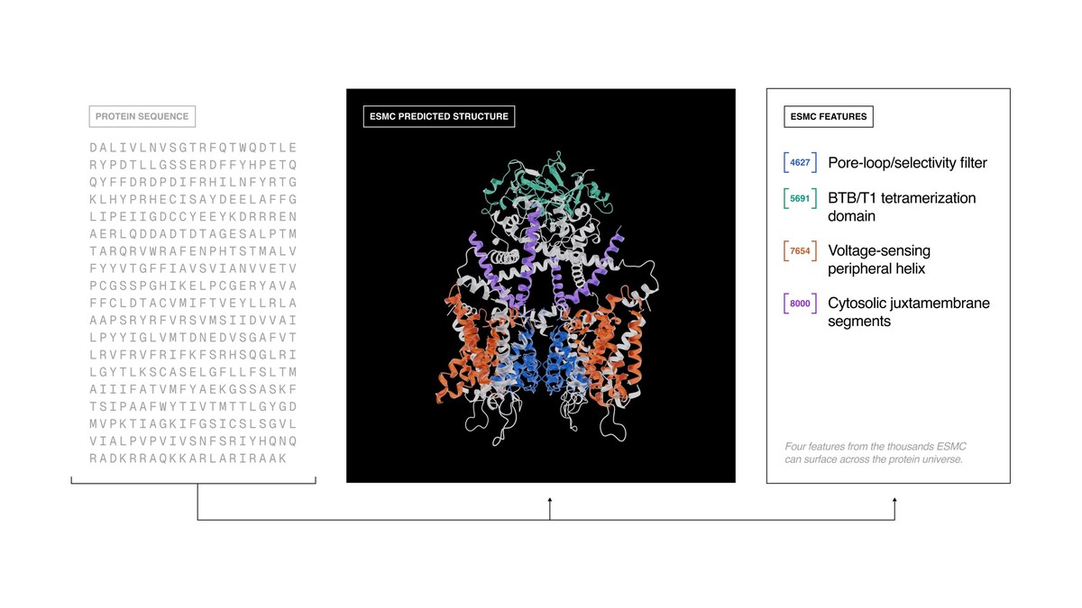 Biohub releases a world model of protein biology