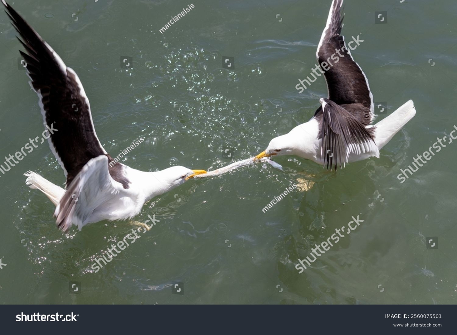 8,321 Fighting Seagulls Royalty-Free Images, Stock Photos & Pictures |  Shutterstock