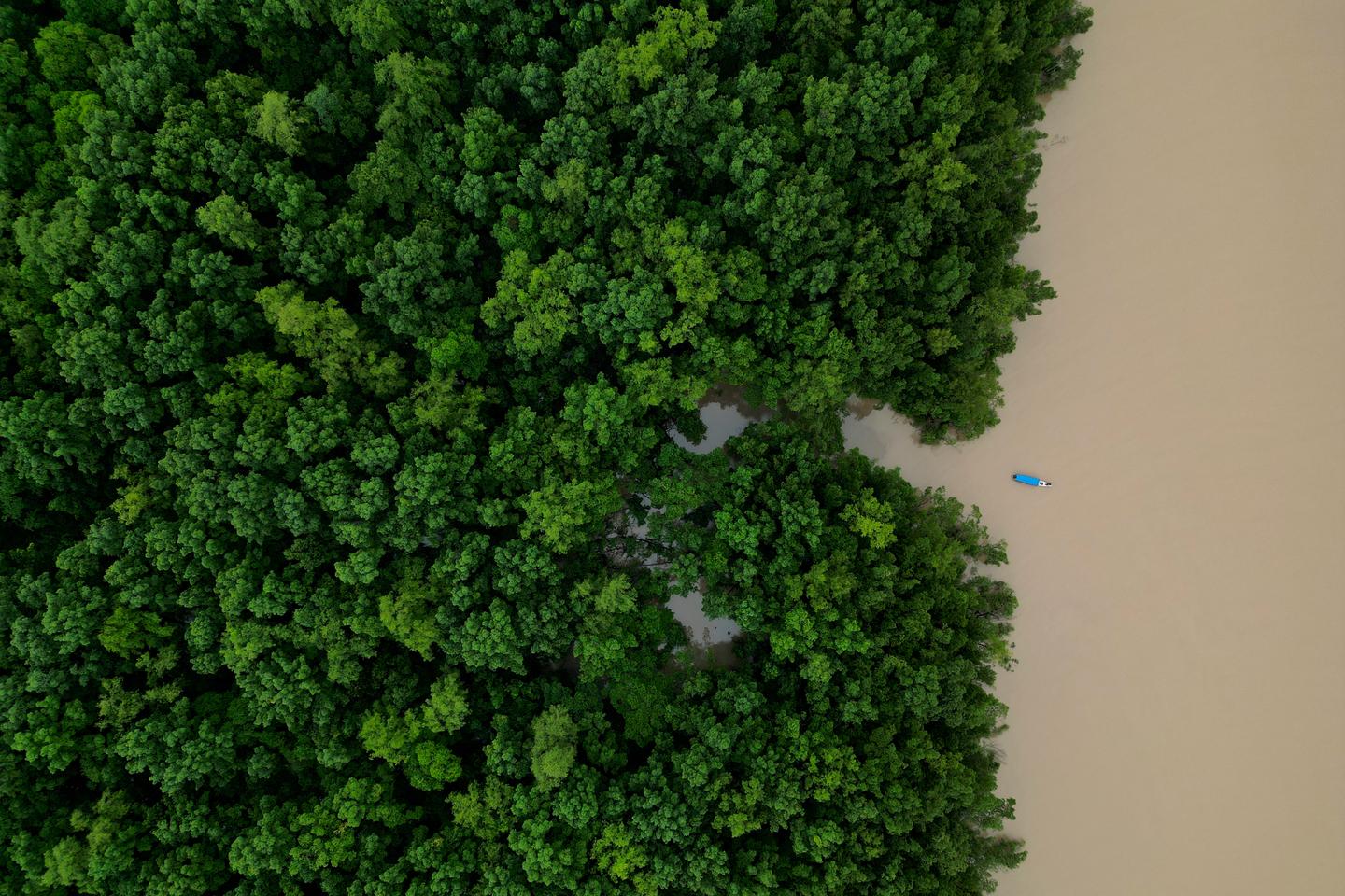 Au Brésil, la déforestation à son plus bas niveau depuis 2019 selon un  nouveau rapport, malgré des menaces persistantes