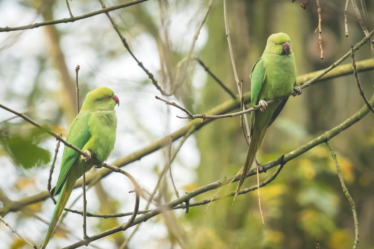 Les perruches à collier, un vrai fléau ! - Hortus Focus I mag
