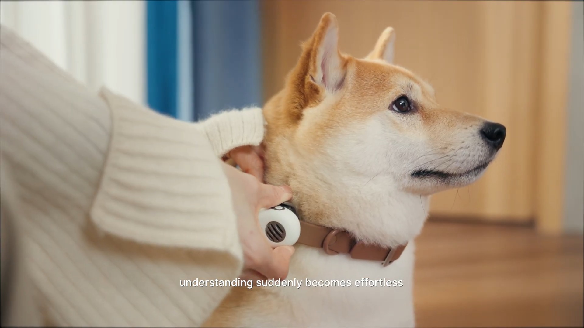 Un collier IA pour « traduire » votre chien à 94,6 % ? Ce qu'en dit la  science — Frandroid
