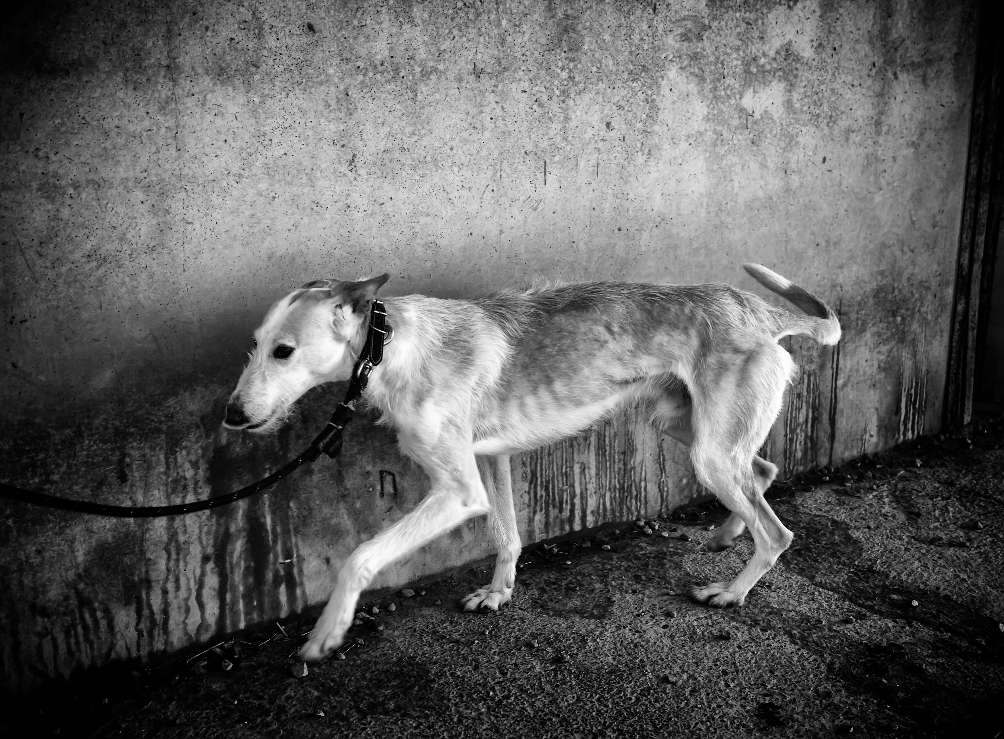 Une seule violence» : femmes, enfants et animaux en danger, même combat ? –  Libération