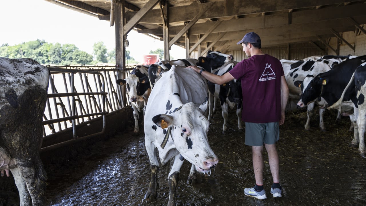 Tout le monde a le moral dans les chaussettes" : la canicule, la double  peine pour les agriculteurs