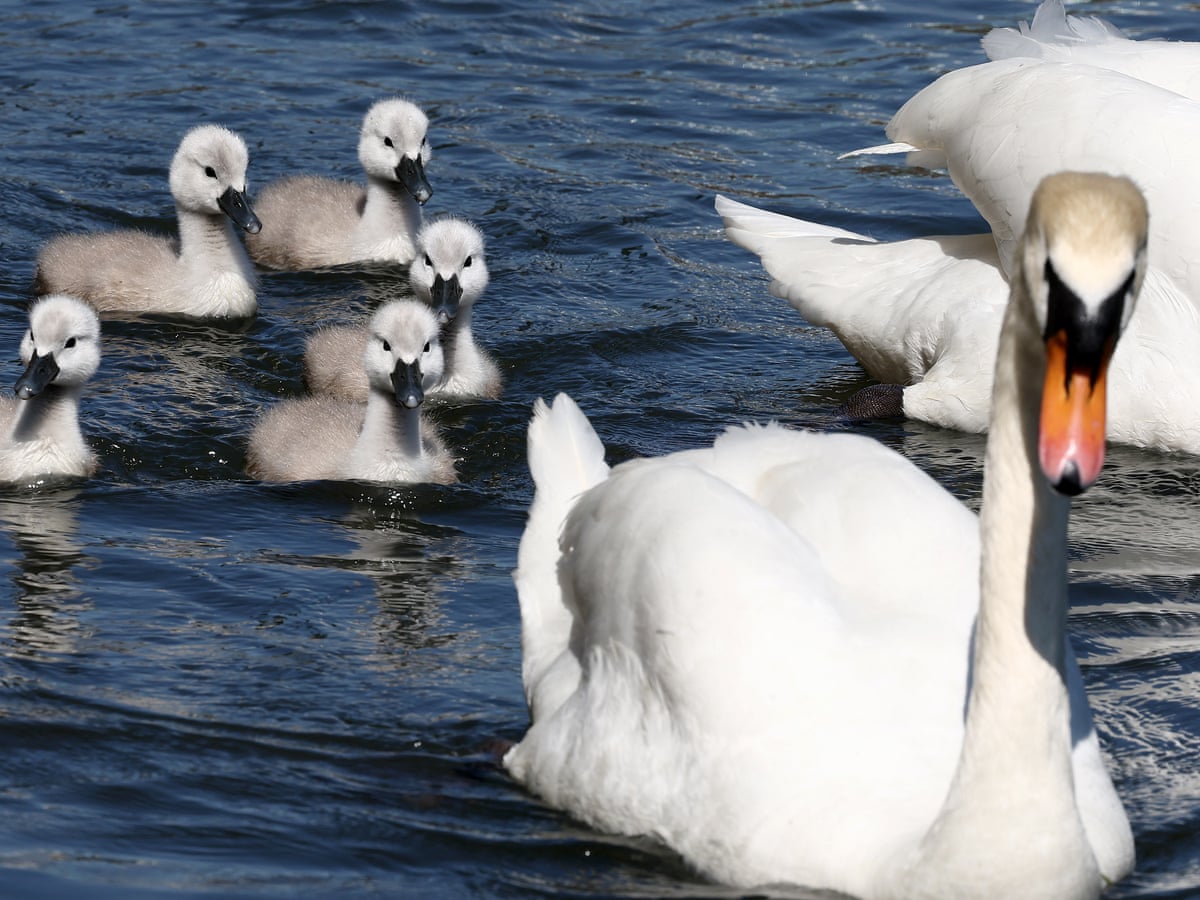 Swimmers urged to keep out of Hampstead Heath pond to protect nesting swans  | Animals | The Guardian