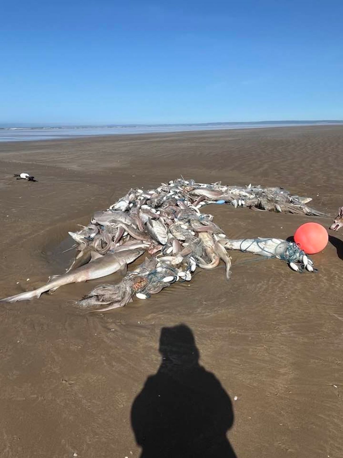 Beachgoers horrified by mountain of trapped sharks and fish washed up on Welsh  beach | Wales Online