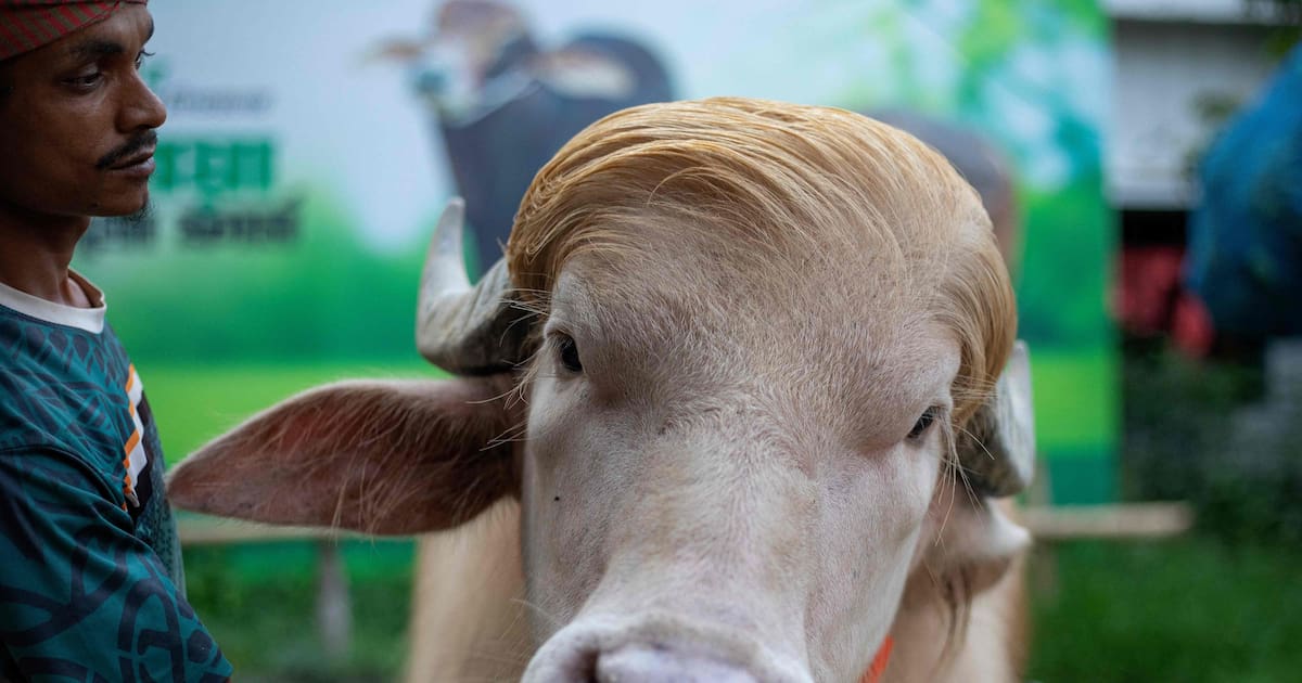 Le buffle albinos, sosie de «Donald Trump» finalement épargné et envoyé au  zoo – Libération