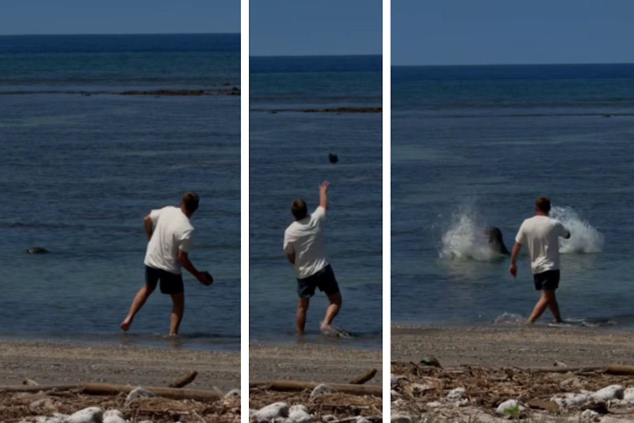 KUOW - Lawyer says WA tourist accused of hurling rock at Hawaiian monk seal  has been doxed, threatened