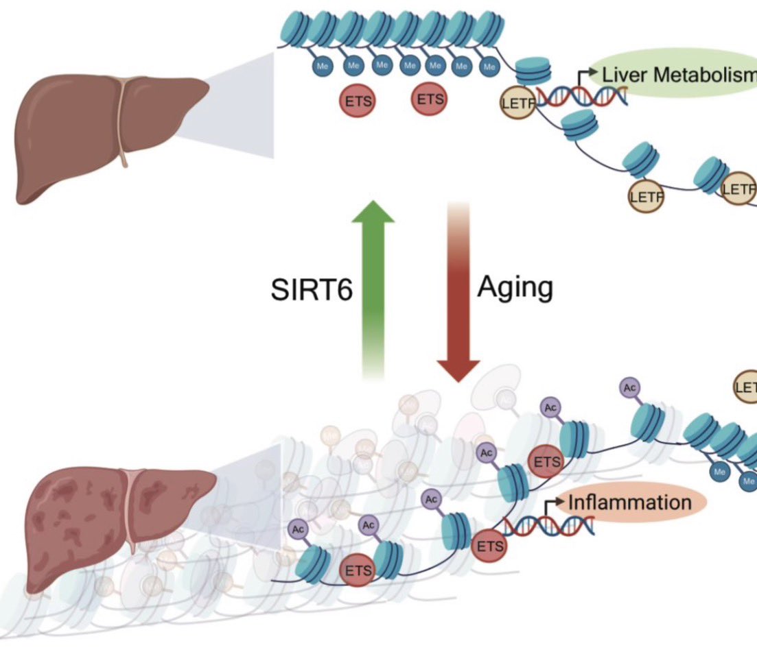 SIRT6 overexpression counteracts chromatin aging in the male murine liver  “Furthermore, AAV-mediated SIRT6 overexpression in aged male mice  demonstrates that SIRT6 not only slows age-related chromatin changes but  can also reverse them,