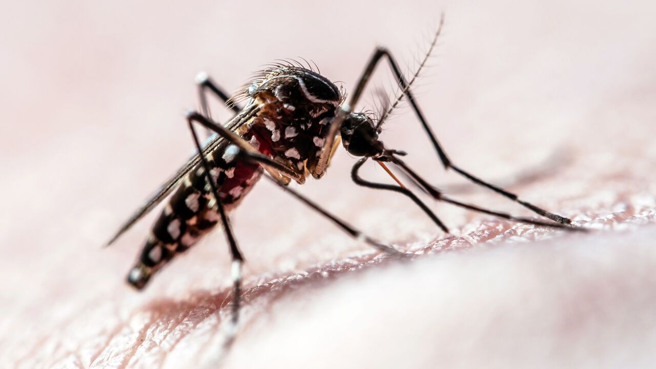 Mosquitoes can learn to associate bug spray with food