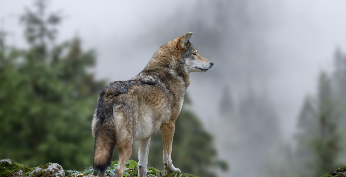 Le gouvernement assouplit les règles de régulation du loup | Chasseurs de  l'Est