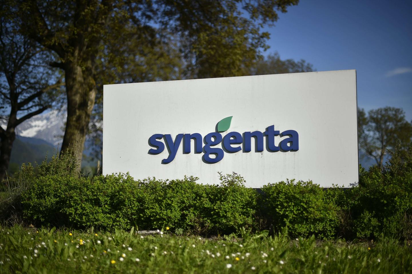 Semences toxiques : les manœuvres de Syngenta pour échapper à la justice