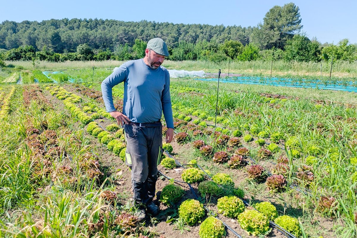 Les maraîchers de l'Hérault face à la canicule : « On vit quelque chose qui  inverse complètement le cycle du végétal » | Mediapart