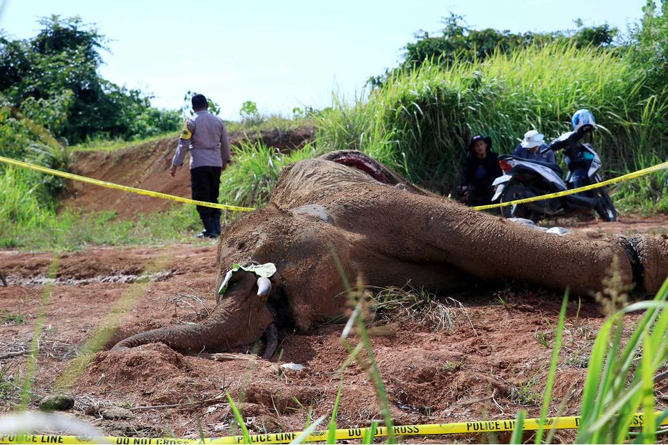 Un éléphant décapité en Indonésie, cinq hommes arrêtés