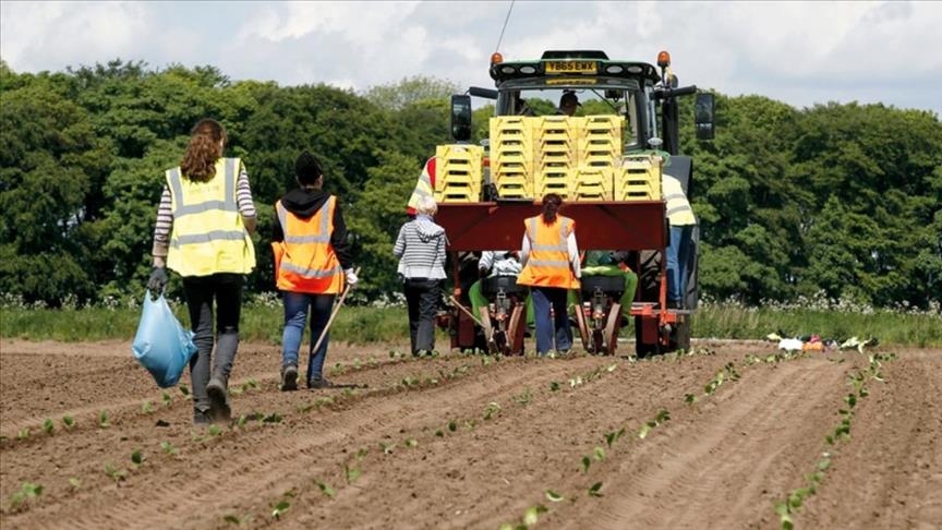 Royaume-Uni : alerte d'une éventuelle crise alimentaire