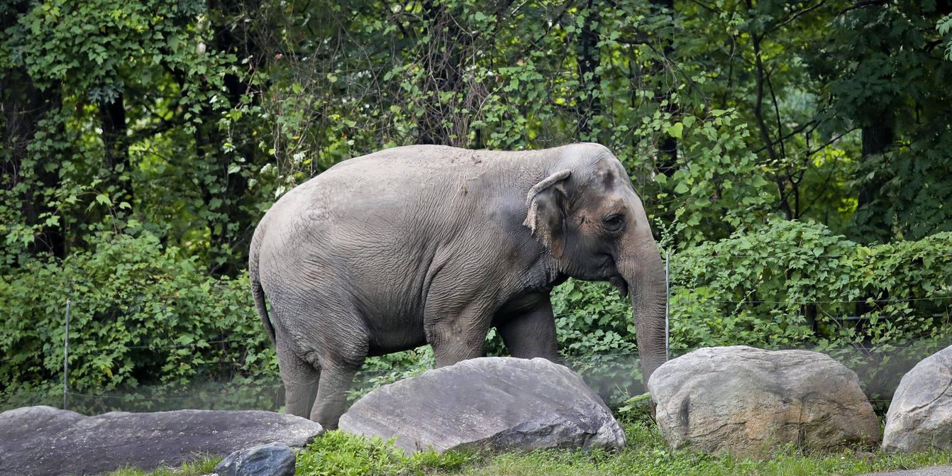 L'éléphant Happy est-il une personne ?