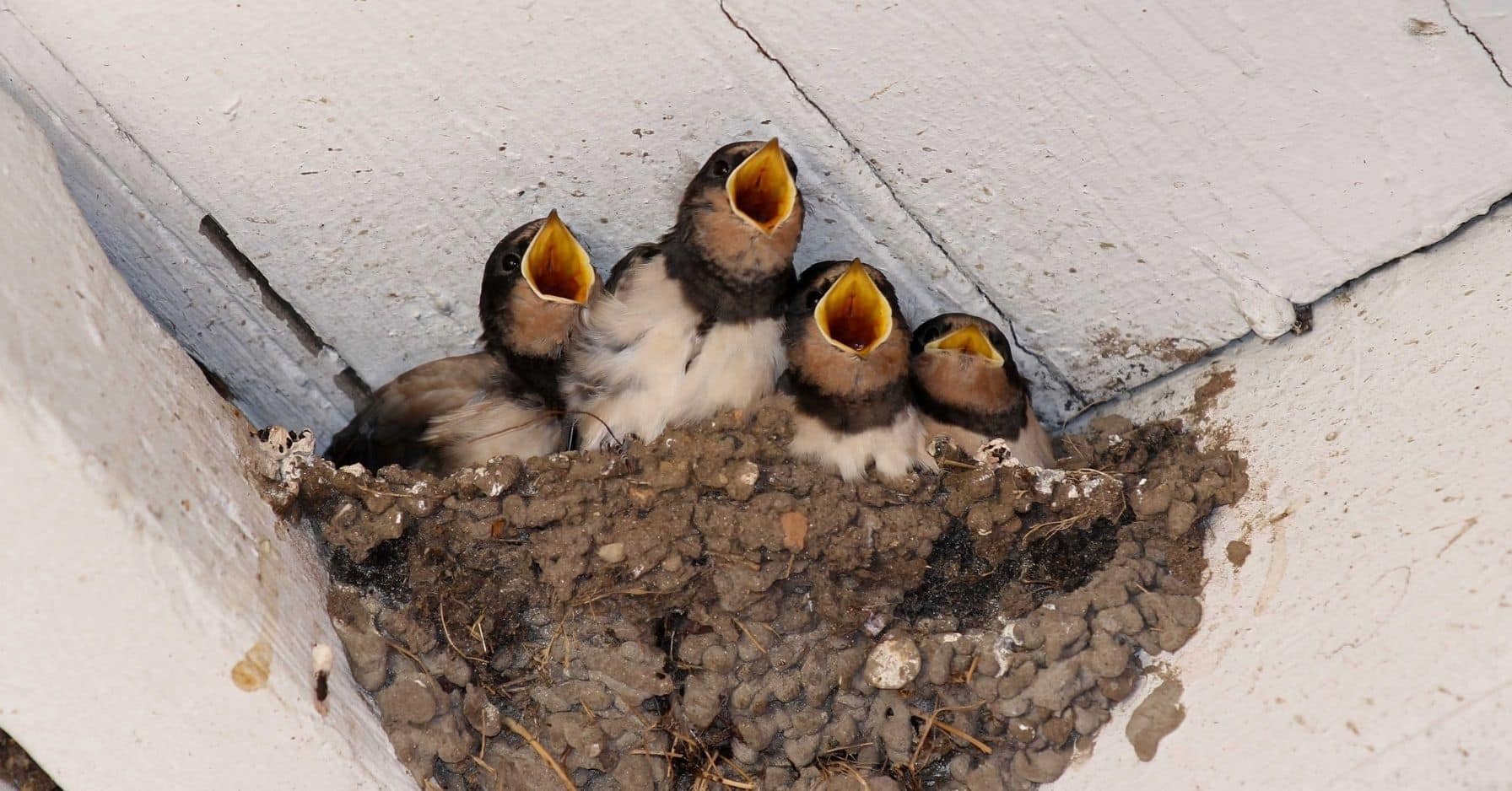 Canicule : avec des nids à 60°C, les oiseaux tombent du ciel