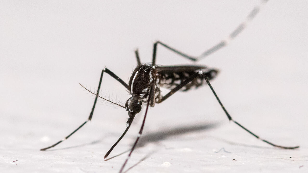Chikungunya, dengue, Zika: 92 cas importés dans l'Hexagone depuis début mai