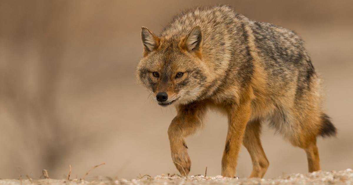 En traquant le loup, l'Europe fait progresser les chacals