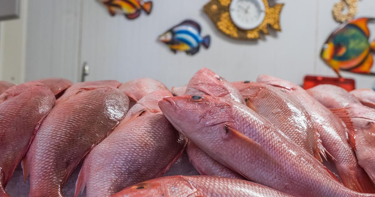 On devrait s'inquiéter» : l'acoupa rouge, symbole de la Guyane, subit un dangereux  déclin