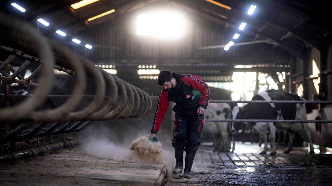 Le Brexit a-t-il réellement "tué" les exportations agricoles britanniques ?  | TF1 Info