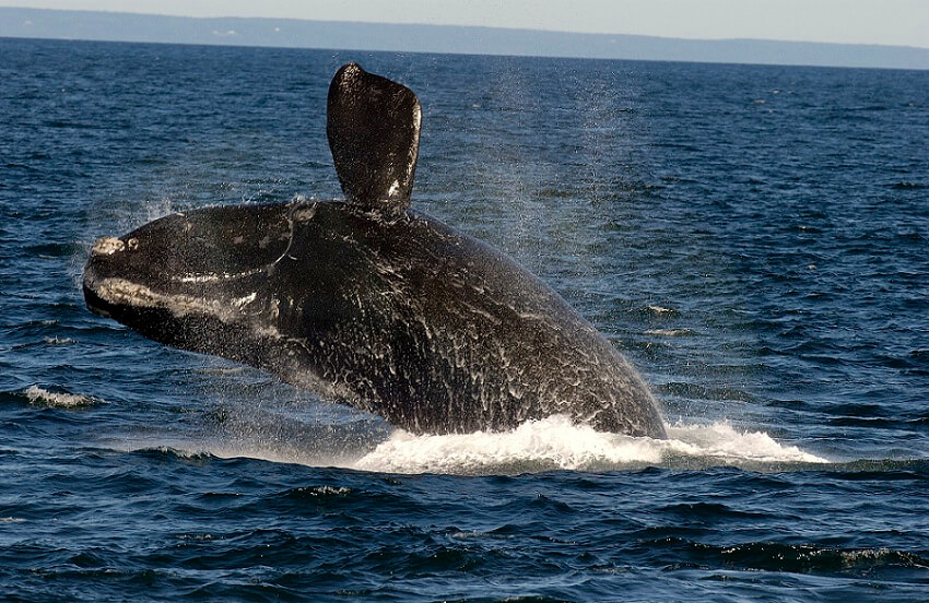 Les baleines noires de l'Atlantique Nord, ces réfugiées climatiques -  Baleines en direct
