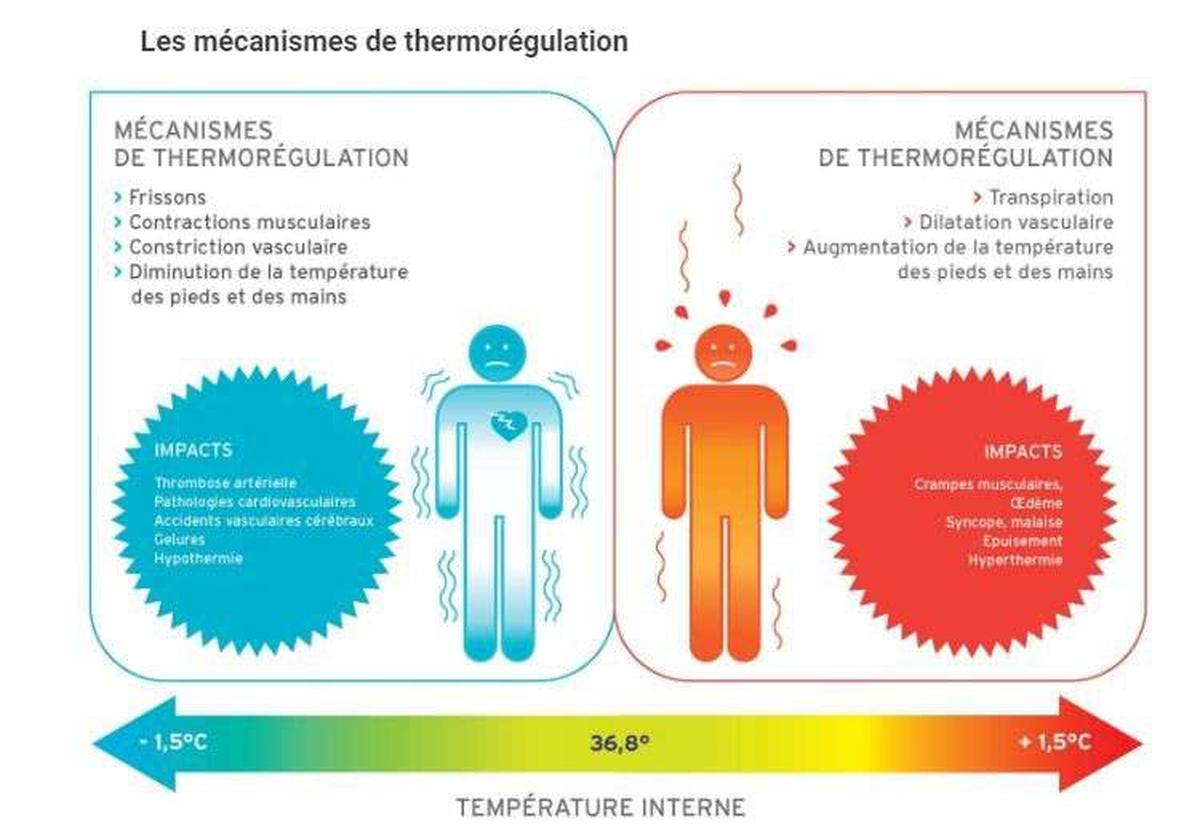 Canicule : quels sont les effets de la chaleur sur le corps humain ?