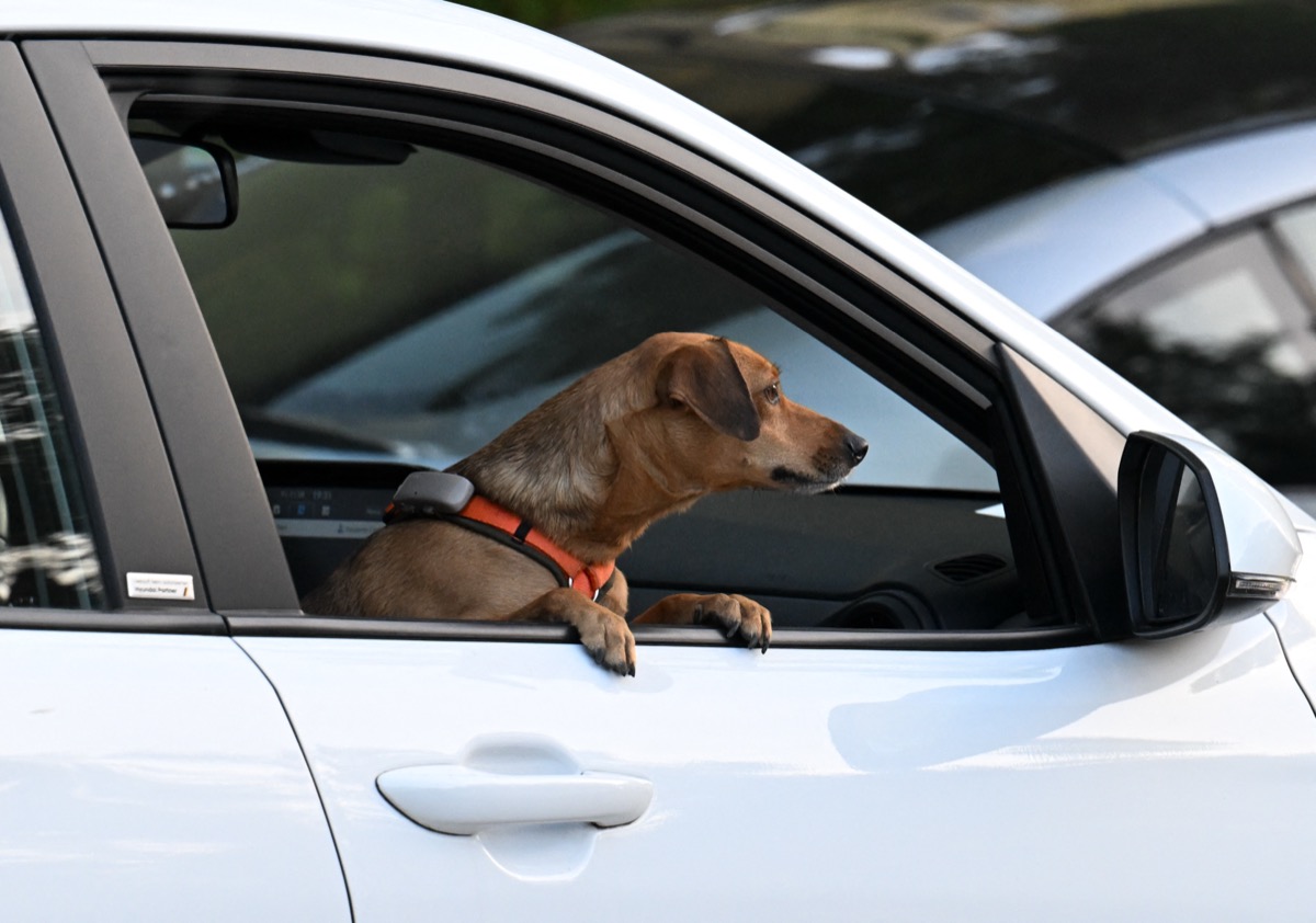 Canicule : que risque-t-on si on laisse son chien dans sa voiture sous des fortes  chaleurs ?