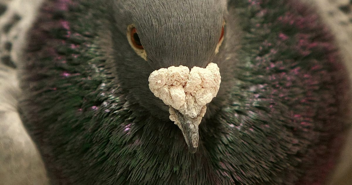 Les pigeons navigueraient avec... leur foie