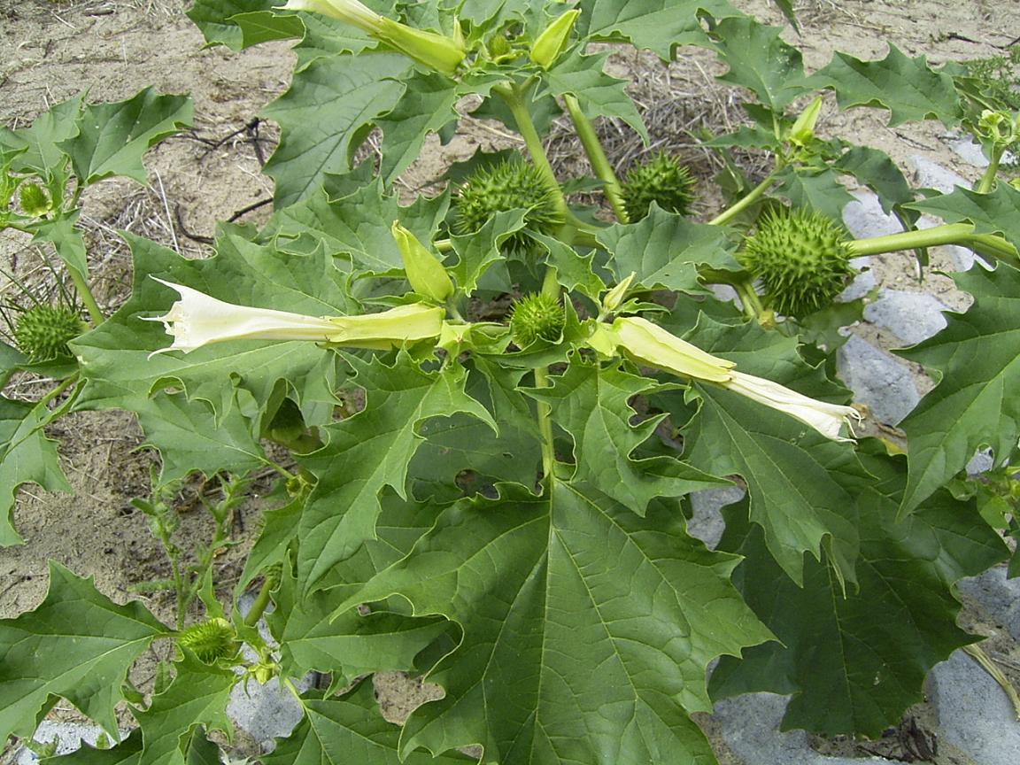 Le datura, une plante à hauts risques | INRAE