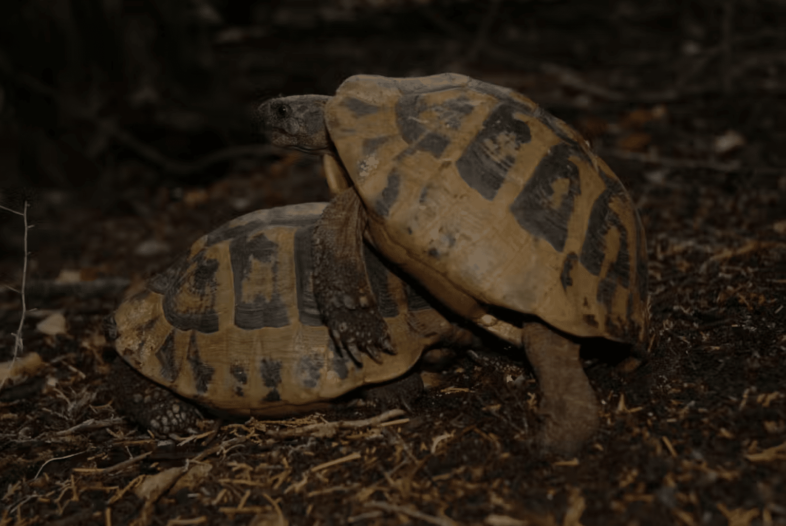 Une population de tortues s'autodétruit à cause du harcèlement des mâles