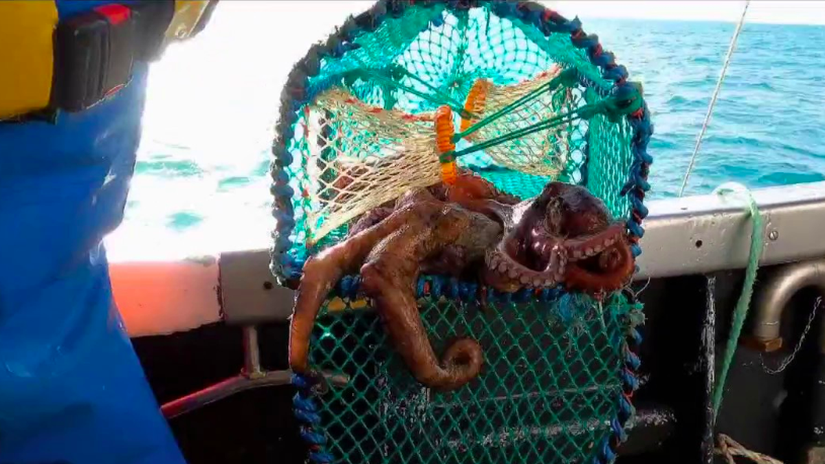 Pêche : la prolifération du poulpe dans les eaux bretonnes nuit aux  coquillages – franceinfo