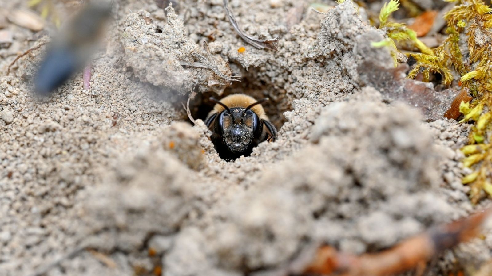 Insolite : 5,6 millions d'abeilles découvertes dans un cimetière | National  Geographic | National Geographic