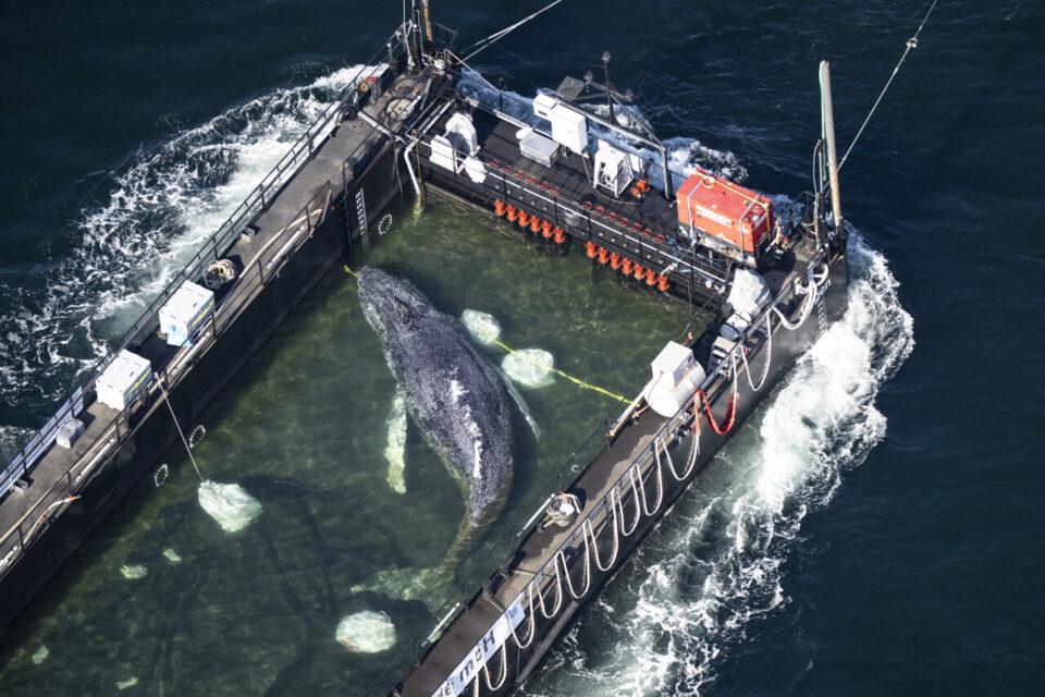 Son histoire avait ému toute l'Allemagne : la baleine Timmy est morte deux  semaines après son sauvetage