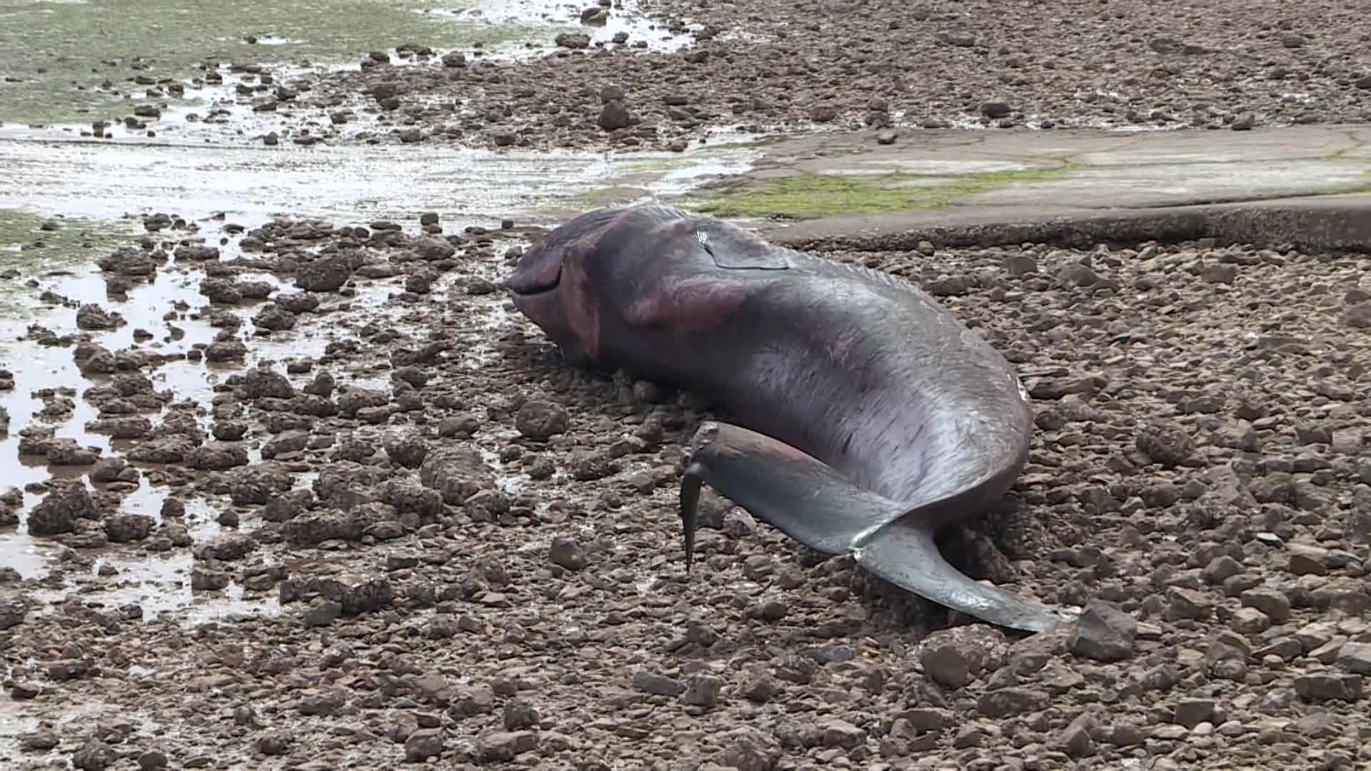 Une baleine retrouvée échouée sur une plage de l'ile de Ré