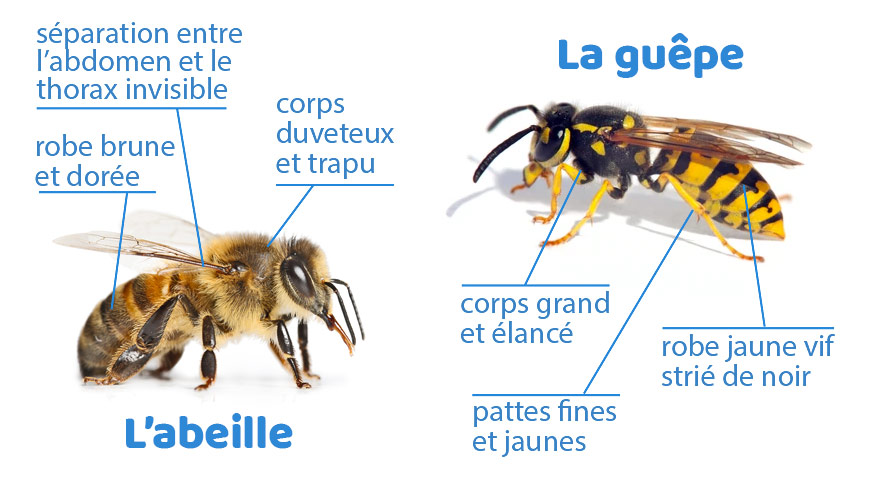 Quelles différences entre guêpe et abeille ?- Callisto Hygiène