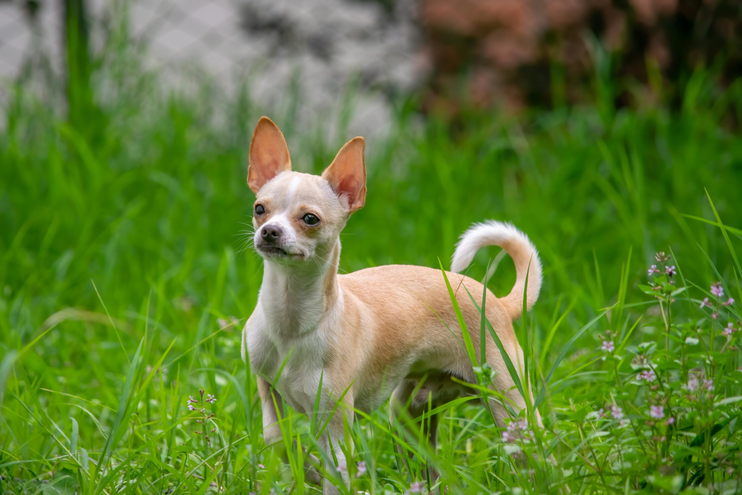Voici le top 5 des races de chiens les plus fragiles