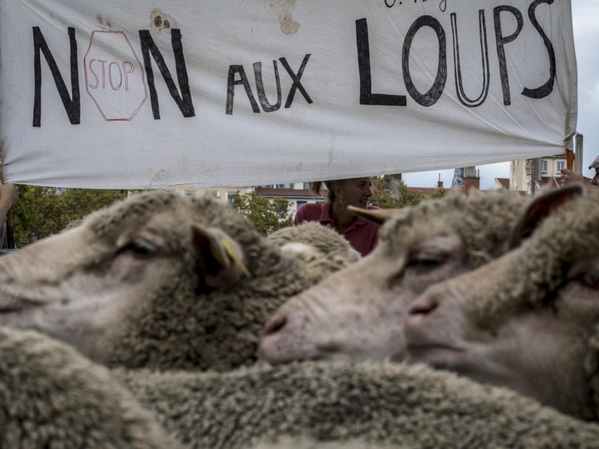 Tuer des loups dans les réserves naturelles ? "Une fausse bonne solution"  selon les ONG