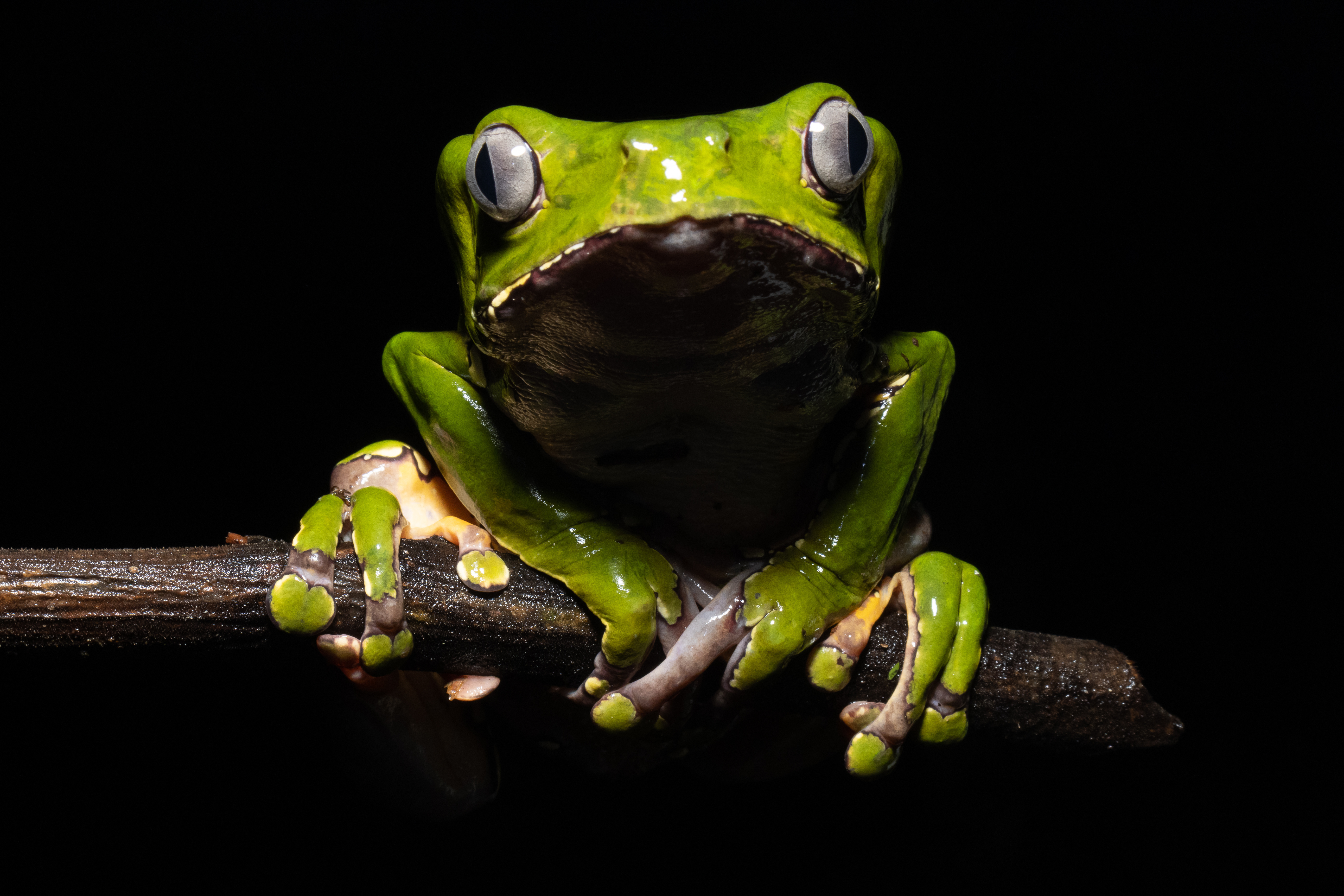 Venin de grenouille : le kambo en quatre questions