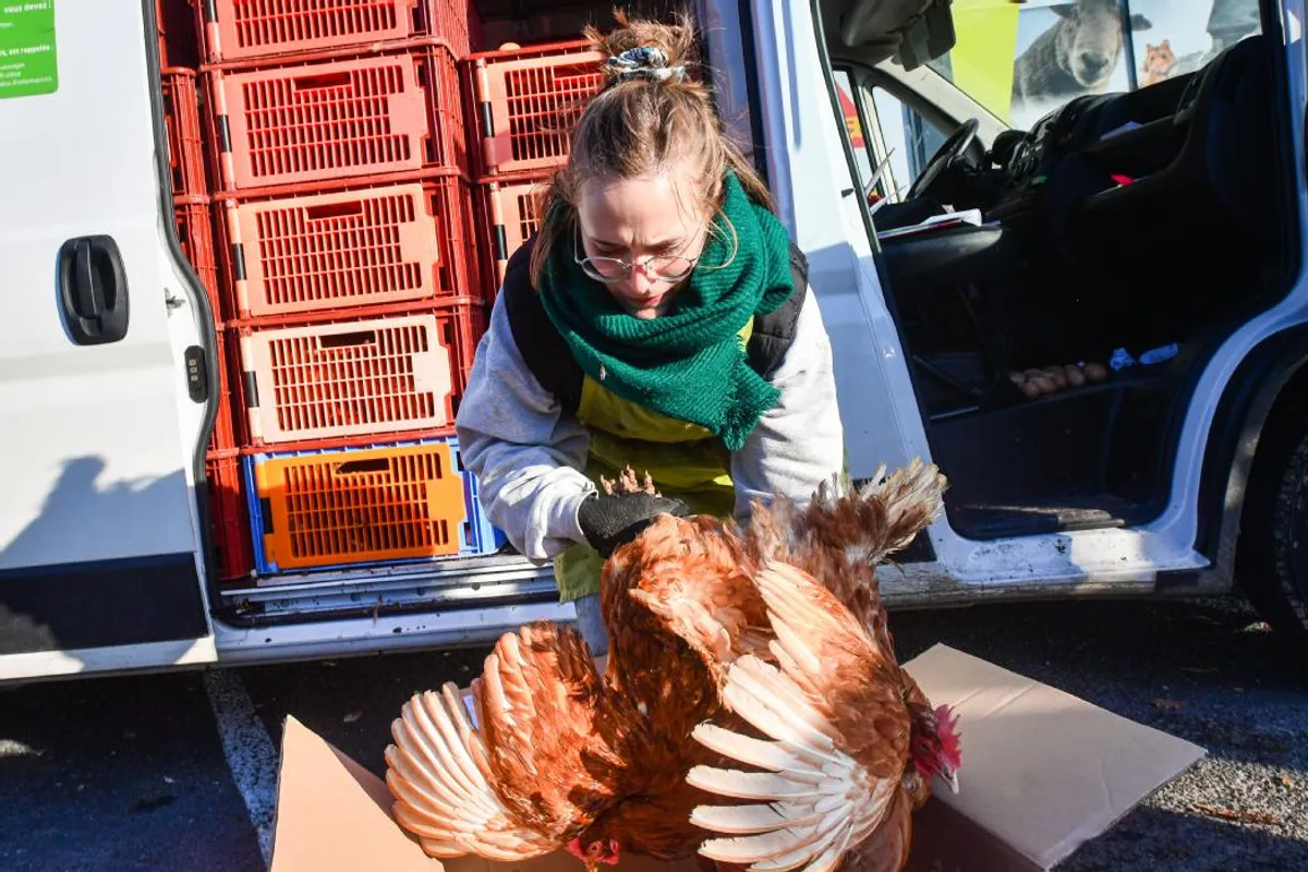 Une nouvelle opération de sauvetage de poules pondeuses le 25 mars en Haute- Vienne - Le Populaire du Centre