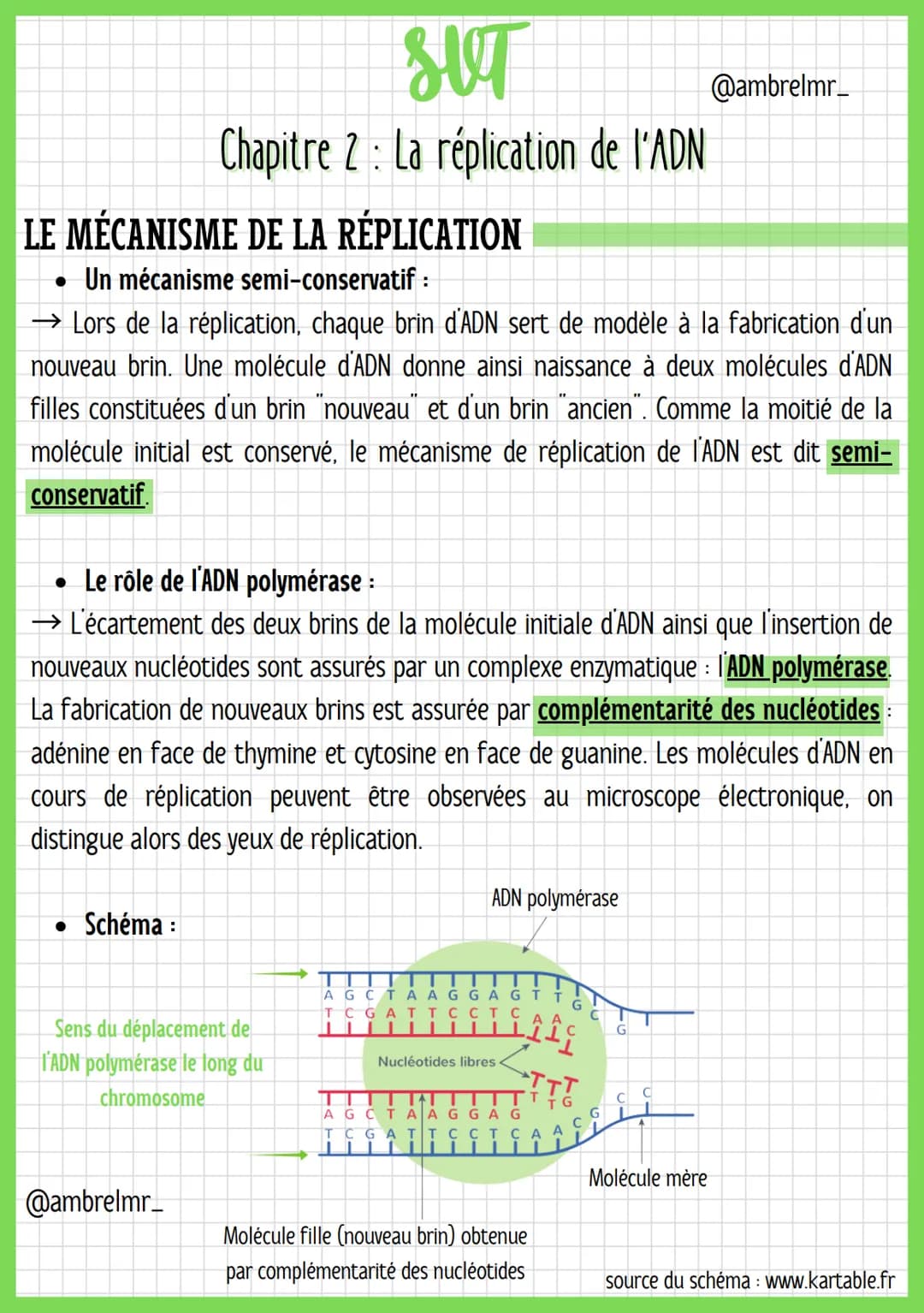 Tout sur la réplication de l'ADN et les mutations génétiques (SVT) en PDF -  Knowunity