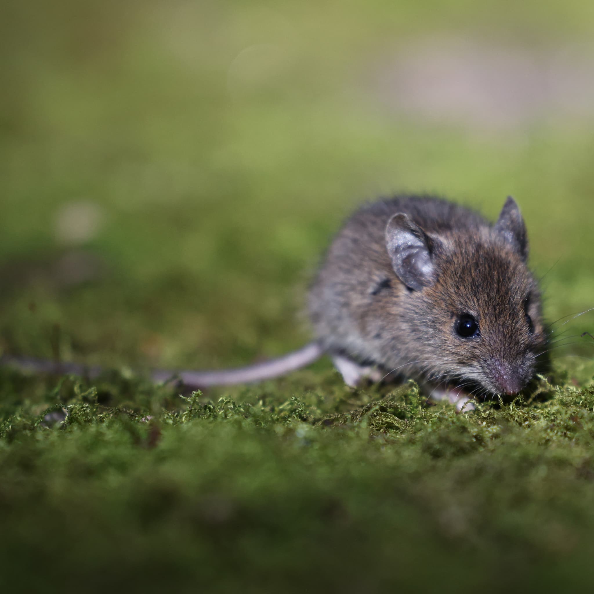 Dans les lits, les fours, les écoles, les champs... L'ouest de l'Australie  en proie à une colossale invasion de souris