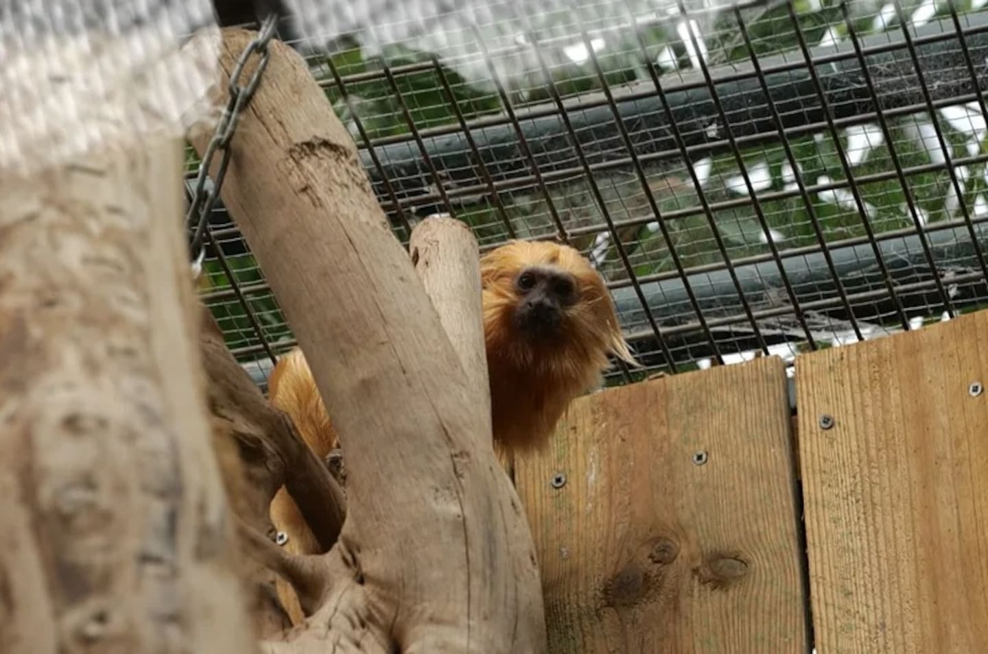 L'émotion a été immense» : Zlatka, une tamarin lion doré volée en 2015 au  zoo de Beauval, de retour en France – Libération