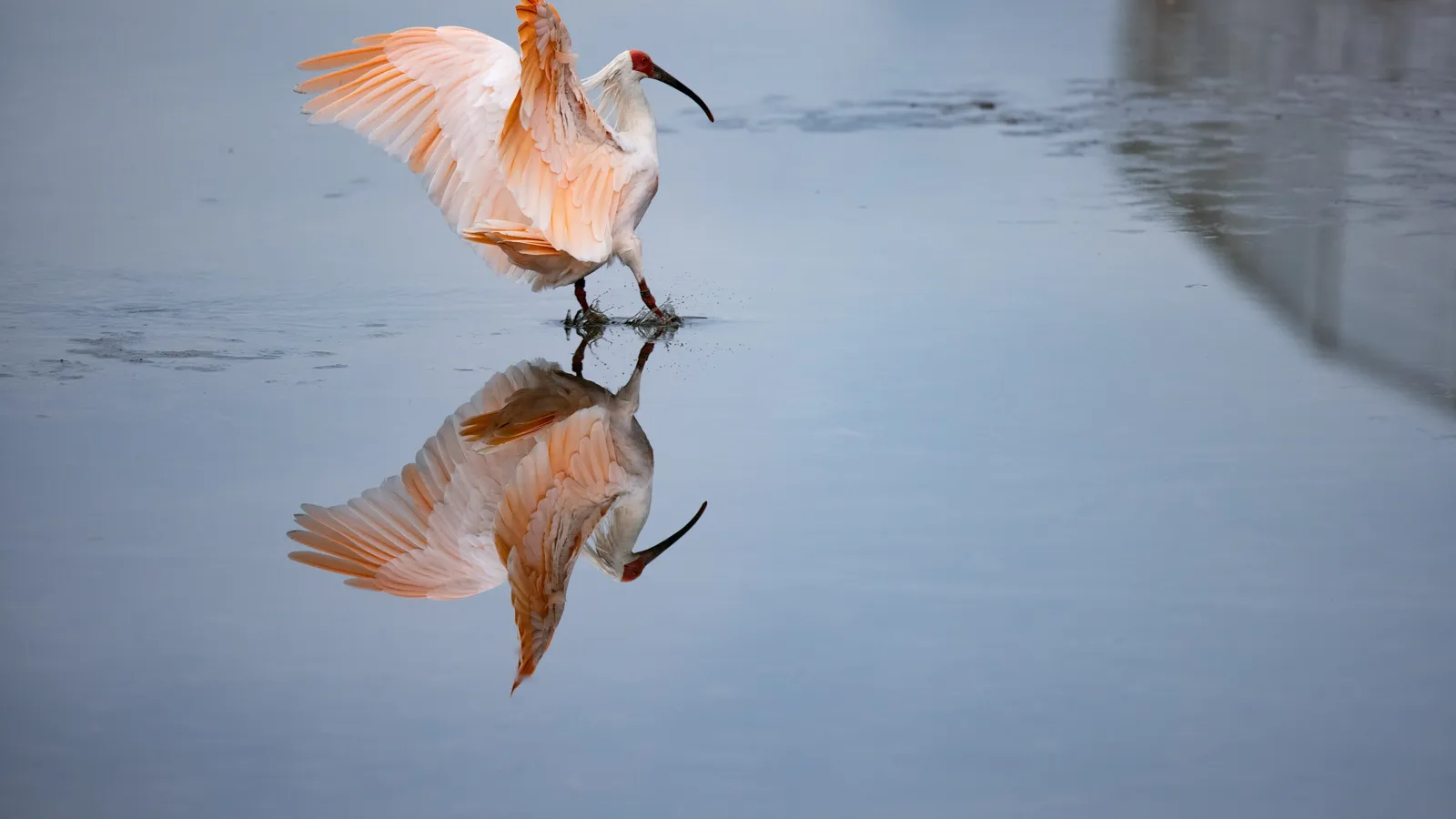 Japon : sauver des espèces dans un point chaud de biodiversité | National  Geographic | National Geographic