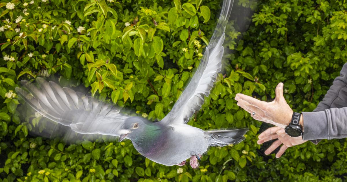 Les pigeons voyageurs ont une «boussole cachée»... dans leur foie