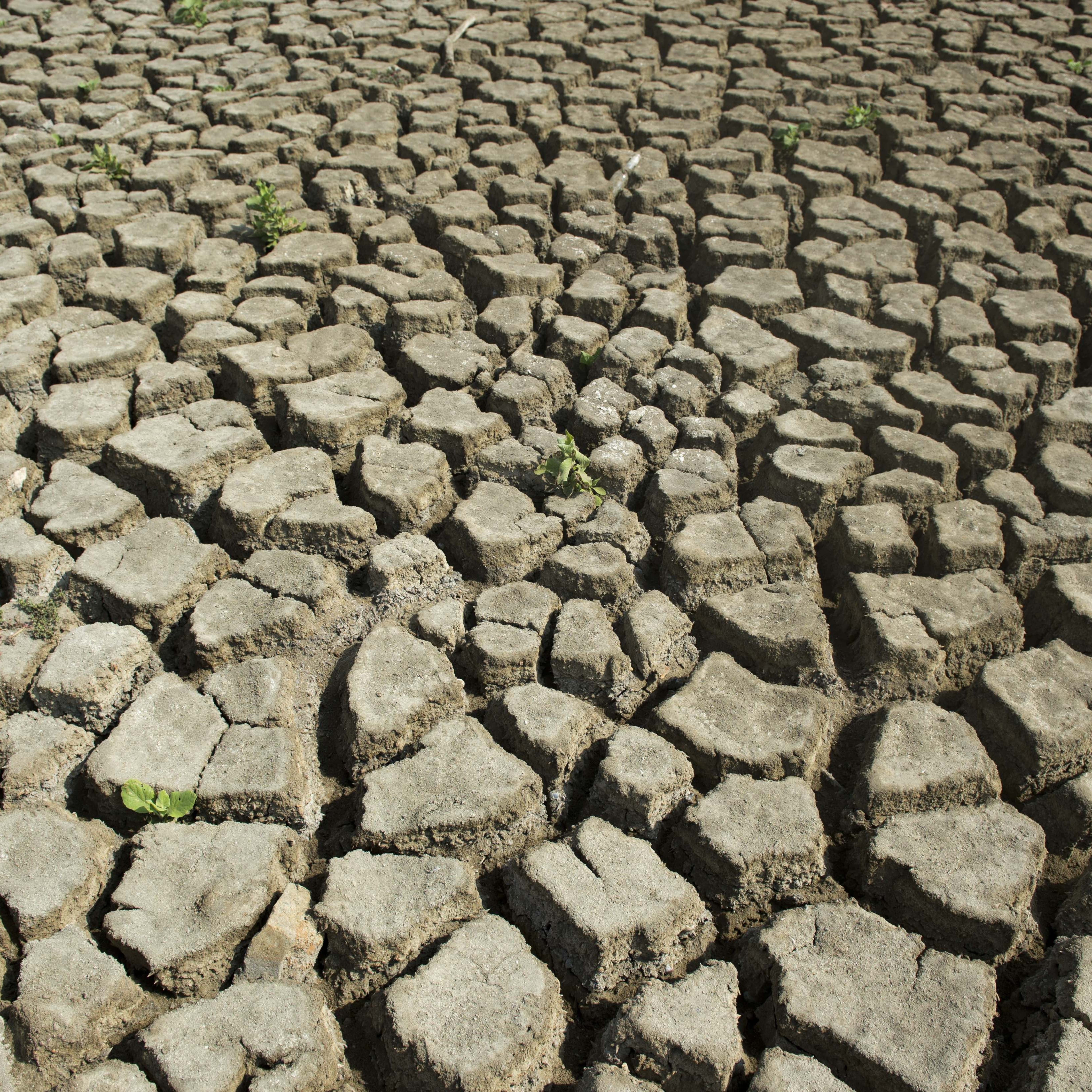 Un épisode de forte intensité?": le retour d'El Niño "de plus en plus  probable" dès la mi-2026, selon l'ONU