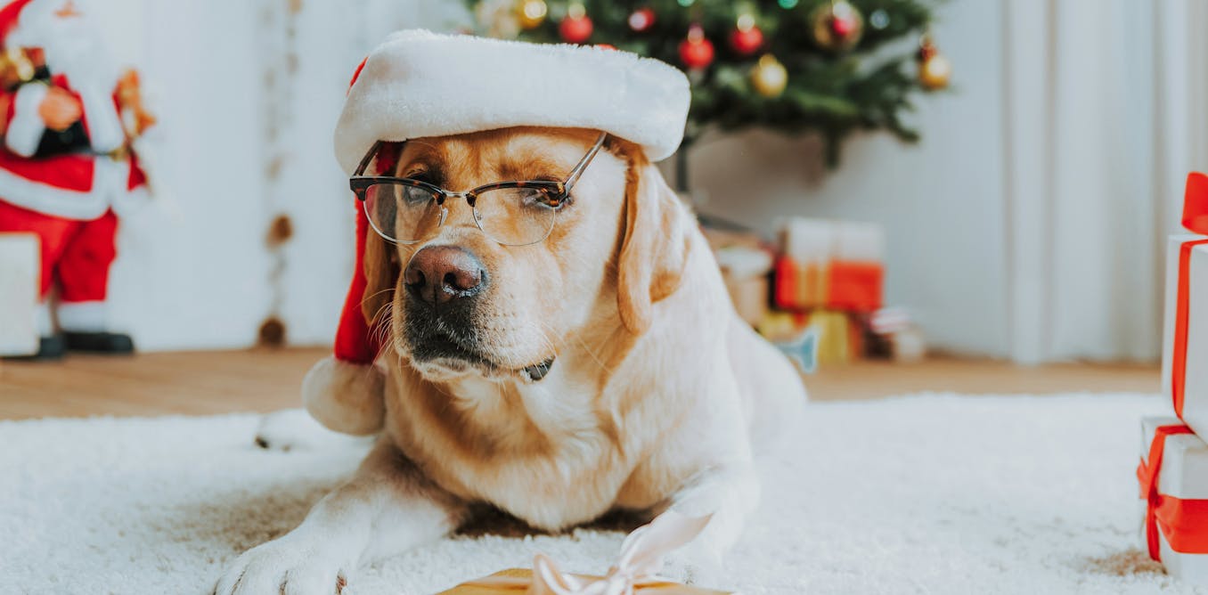 Le cadeau sous le sapin : ce qu'il dit de notre lien avec nos chiens